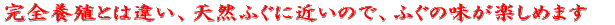 ӂhEӂEӂ͓VRƂӂgR[Xł